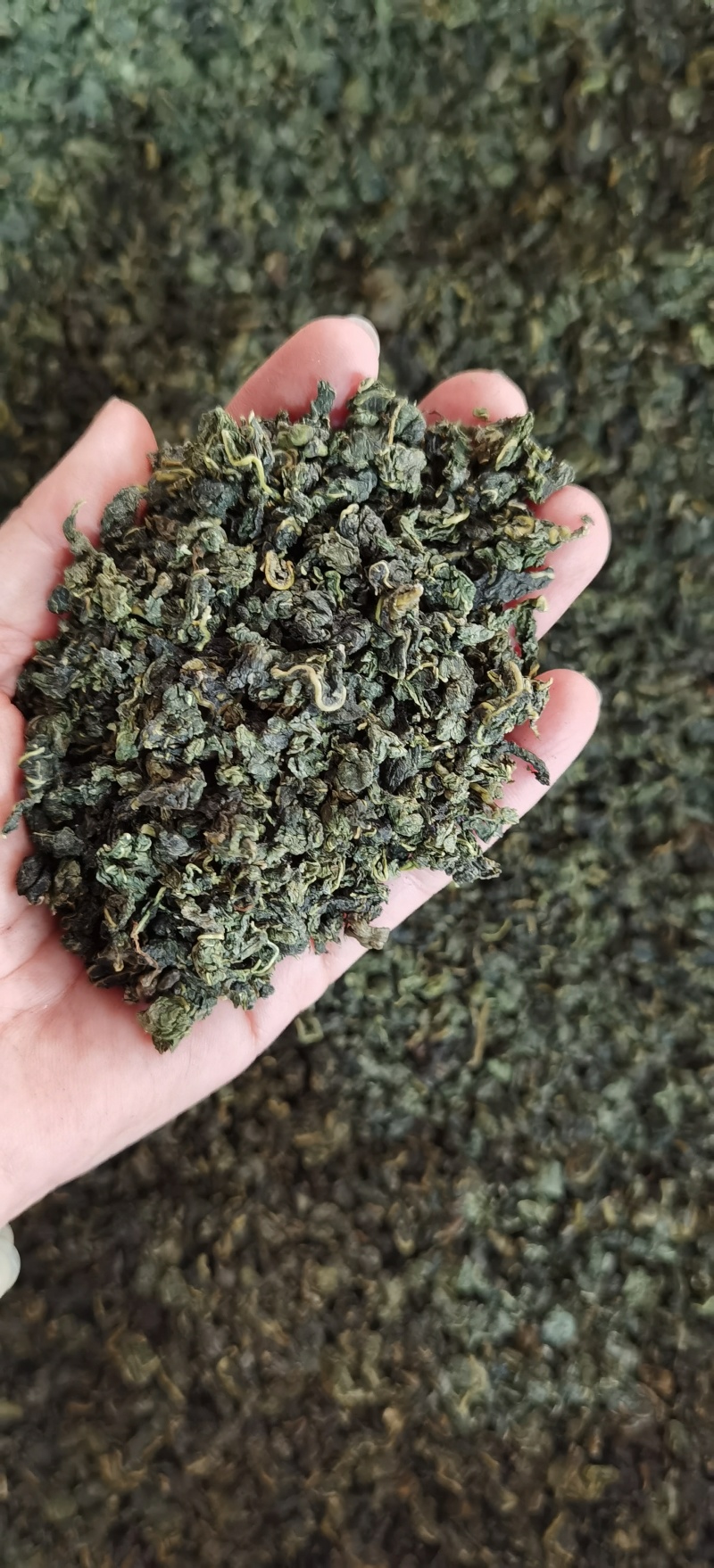 桑叶茶批发产地一手货源量大价优可供实体店批发零售