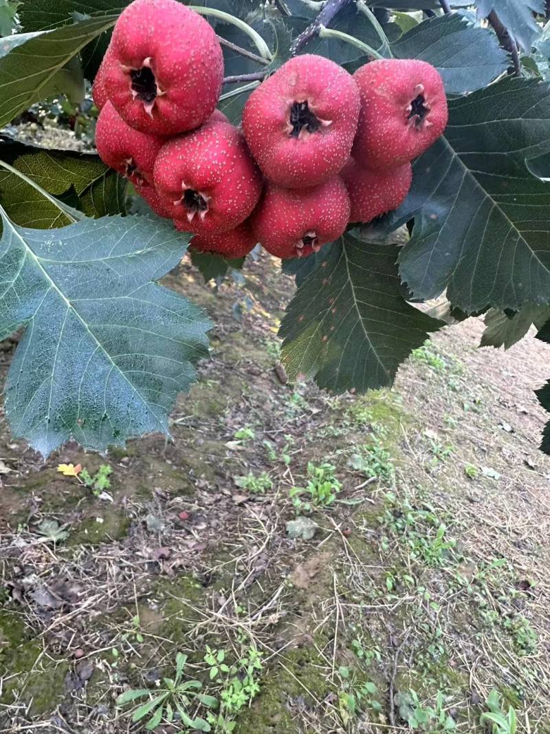 【推荐】精品山楂晋州大金星山楂产地直发量大价优可看货