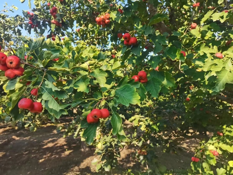 【推荐】精品山楂晋州大金星山楂产地直发量大价优可看货