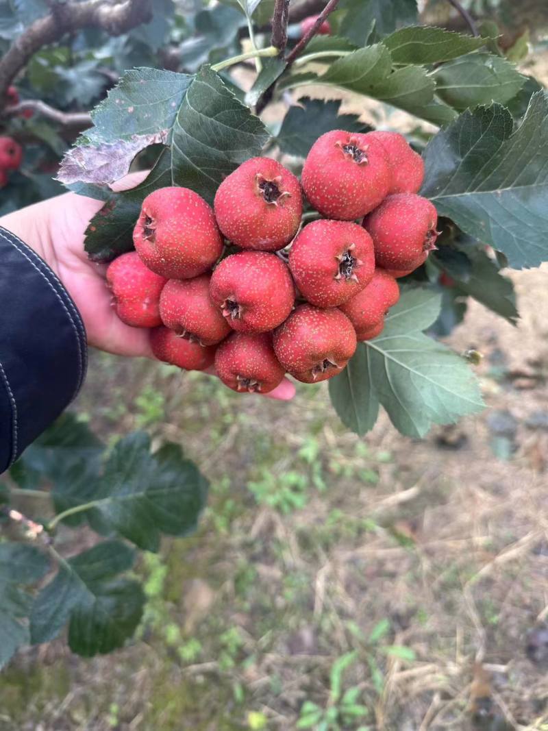 【推荐】精品山楂晋州大金星山楂产地直发量大价优可看货