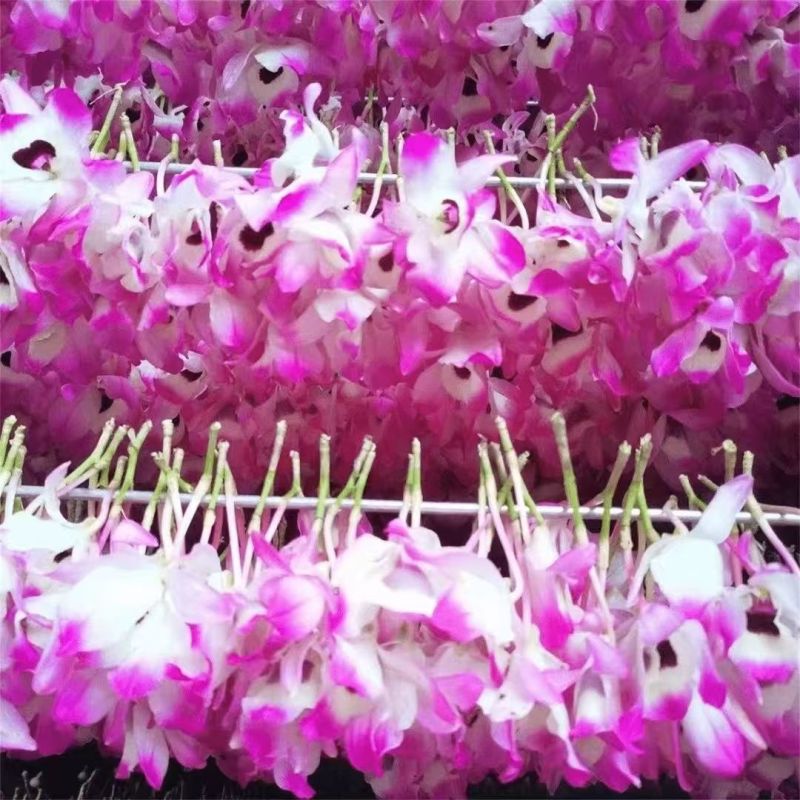 金钗石斛花云南金钗石斛花产地货源