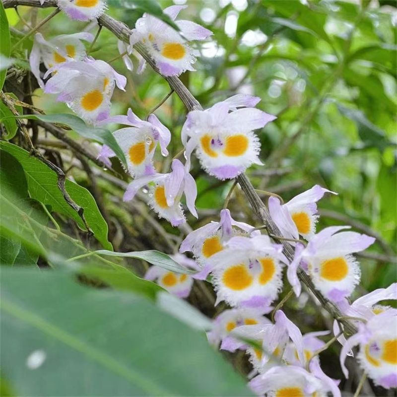 金钗石斛花云南金钗石斛花产地货源