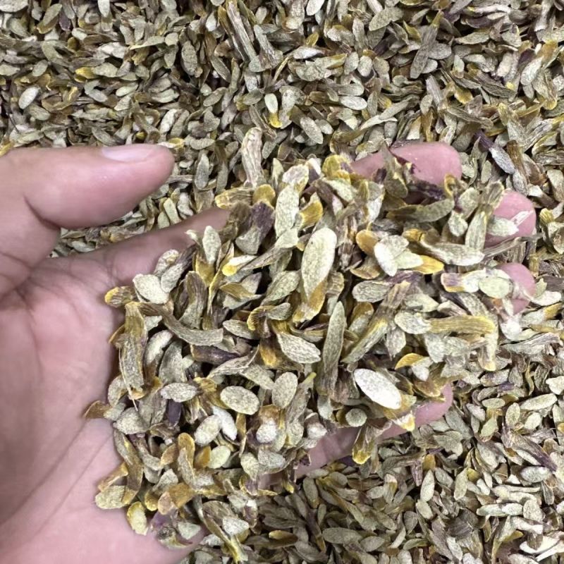 铁皮石斛片云南铁皮石斛片石斛切片铁皮石斛片大货批发