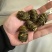 珍虫石斛珍虫石斛条珍虫石斛枫斗大货批发