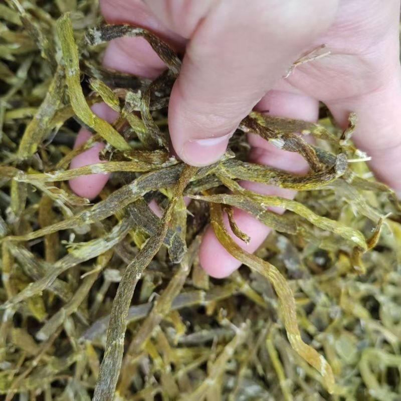 珍虫石斛珍虫石斛条珍虫石斛枫斗大货批发