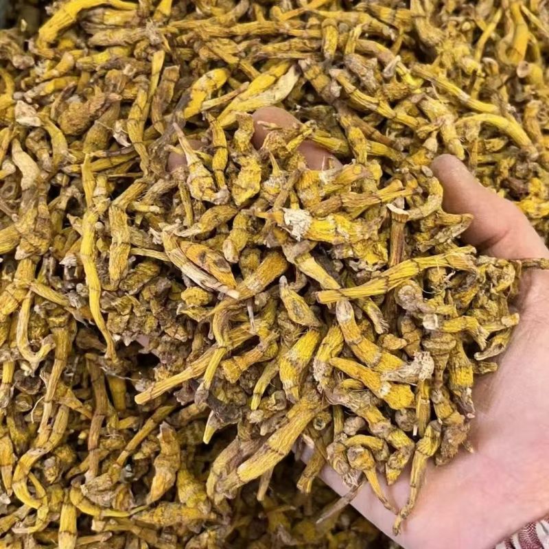虎牙石斛石斛云南虎牙石斛大货批发