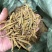 虎牙石斛石斛云南虎牙石斛大货批发