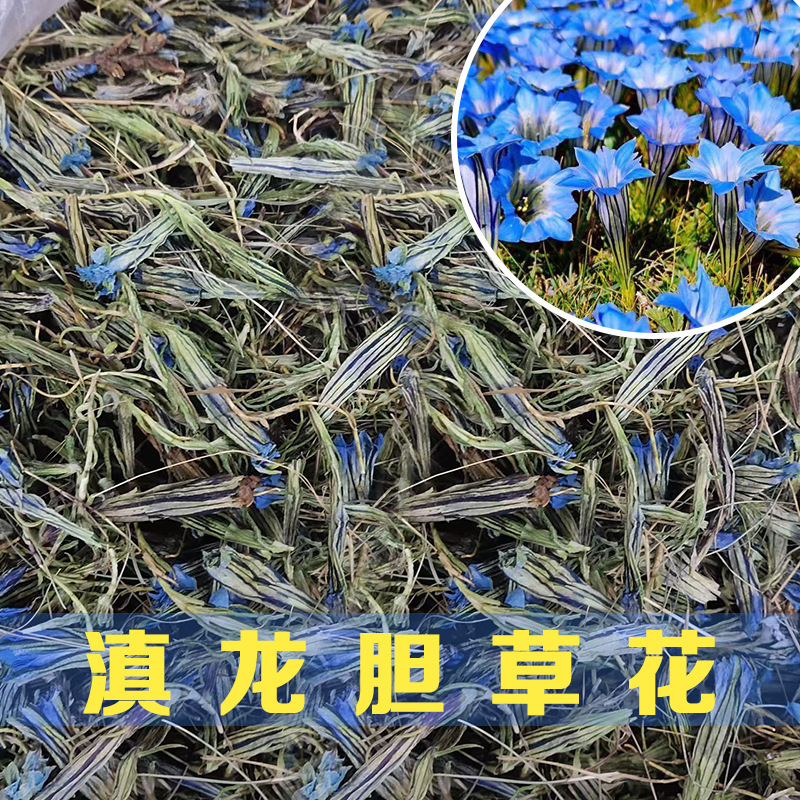云南临沧龙胆草花深山采摘干花青鱼胆草玉美人花茶金兰英