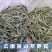 云南临沧龙胆草花深山采摘干花青鱼胆草玉美人花茶金兰英
