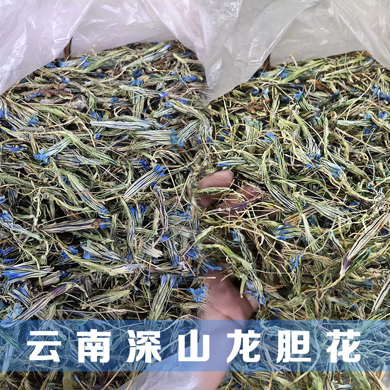 云南临沧龙胆草花深山采摘干花青鱼胆草玉美人花茶金兰英