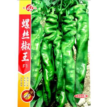 螺丝椒王螺丝椒种子早熟果皮绿色皮厚辣味浓挂果多