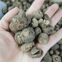山慈菇云南野生材山慈菇茅毛慈菇山茨姑冰球子新货无