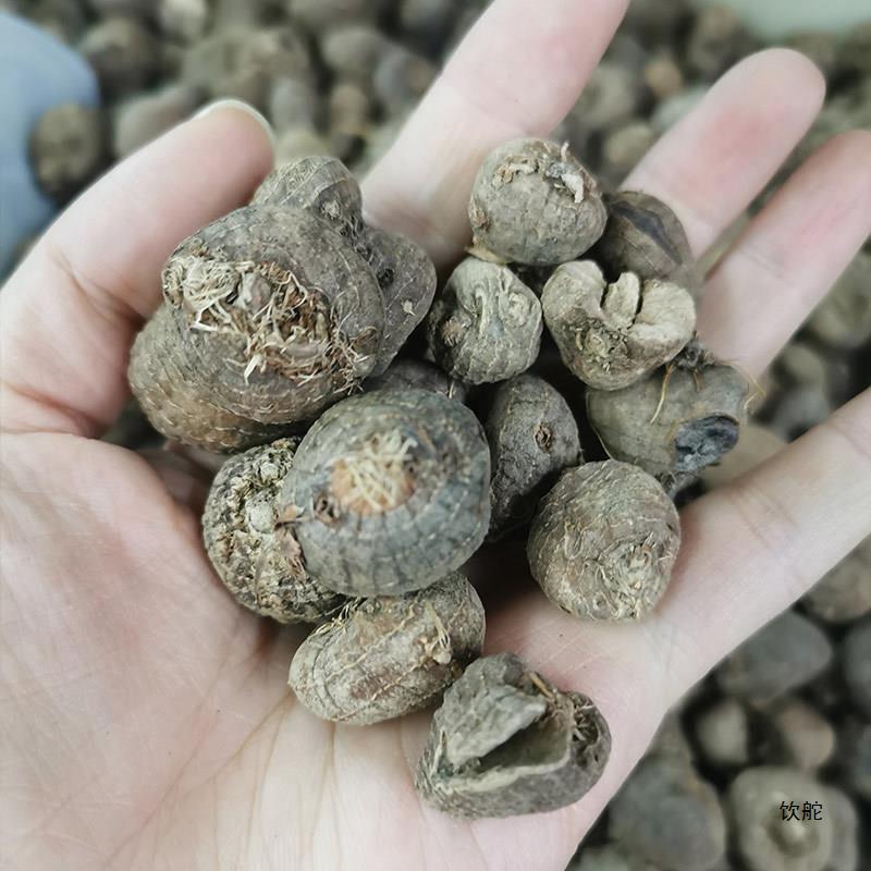 山慈菇云南野生材山慈菇茅毛慈菇山茨姑冰球子新货无