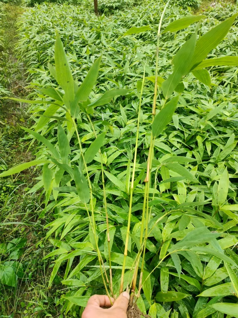 方竹苗带装2年方竹苗2年方竹苗竹子苗基地直发