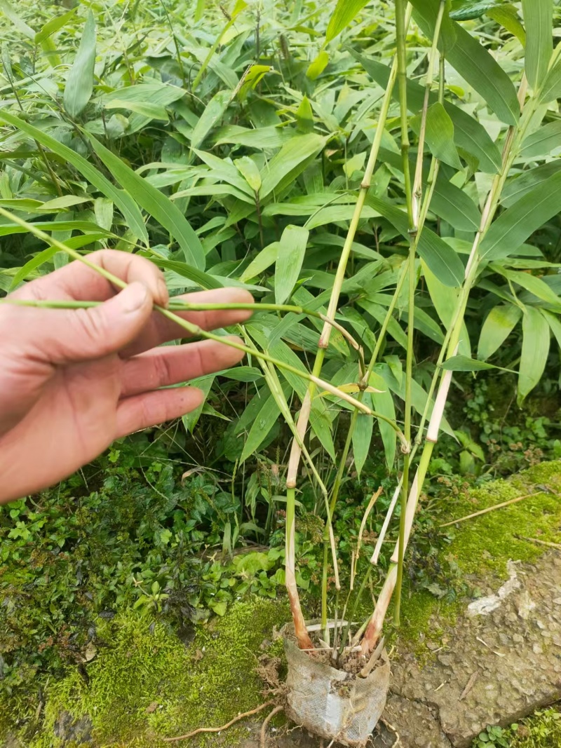 方竹苗带装2年方竹苗2年方竹苗竹子苗基地直发