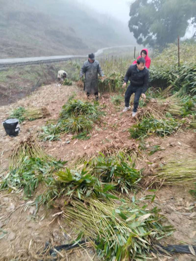 方竹苗带装2年方竹苗2年方竹苗竹子苗基地直发