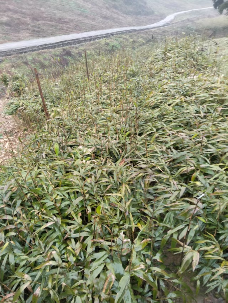 方竹方竹苗2年方竹苗基地直发提供技术欢迎咨询
