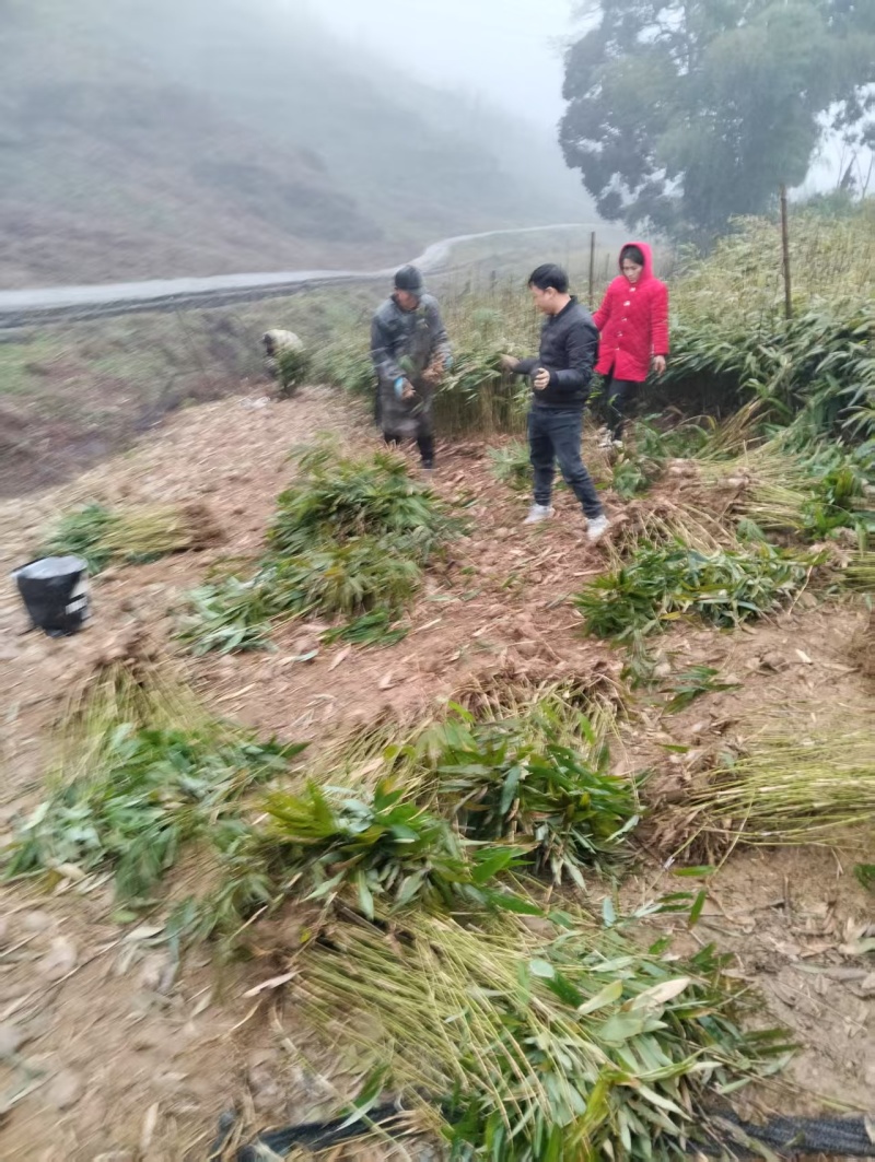 方竹方竹苗2年方竹苗基地直发提供技术欢迎咨询