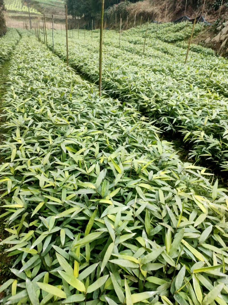 方竹方竹苗2年方竹苗基地直发提供技术欢迎咨询