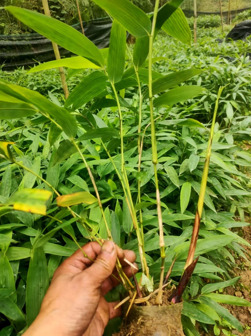 方竹方竹苗2年方竹苗基地直发提供技术欢迎咨询