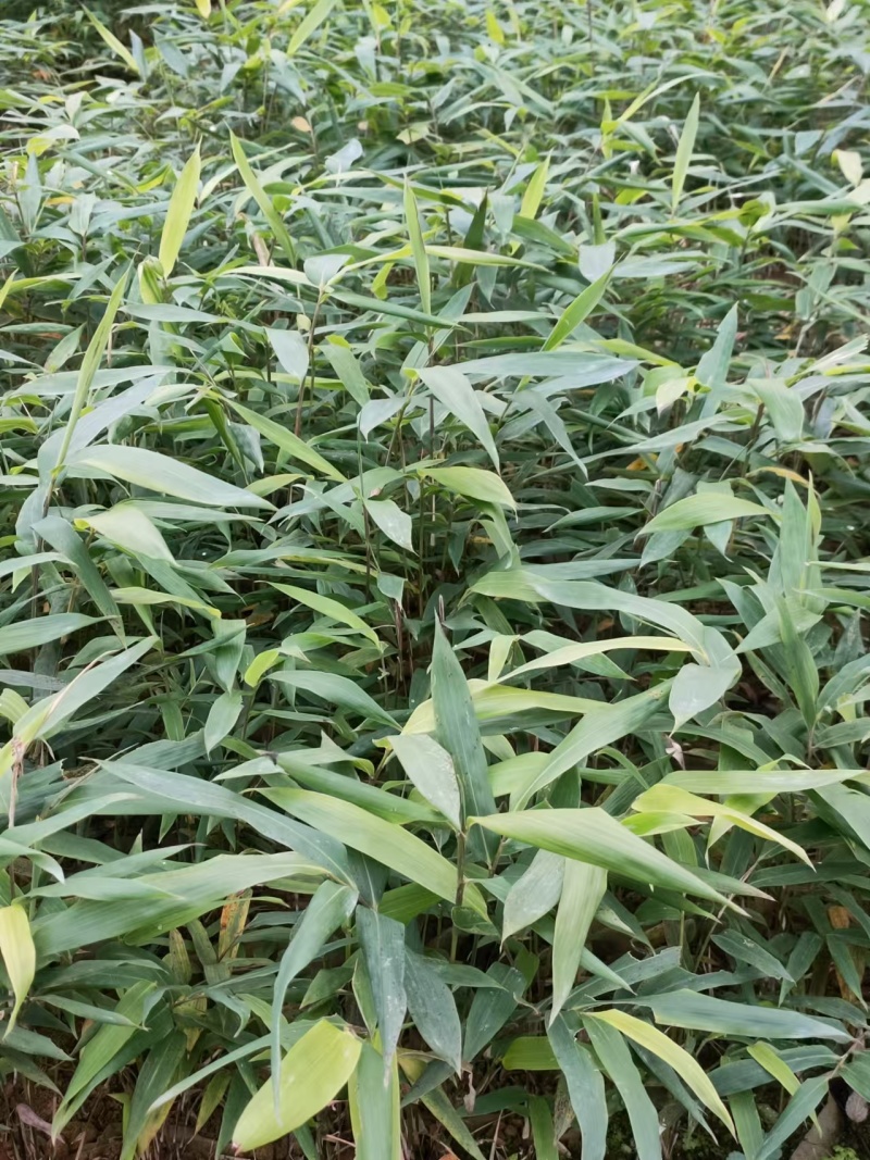 方竹方竹苗2年方竹苗基地直发提供技术欢迎咨询