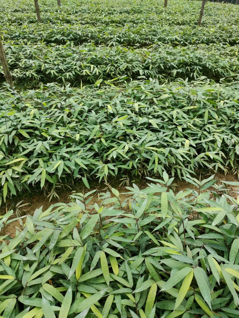 方竹方竹苗2年方竹苗基地直发提供技术欢迎咨询