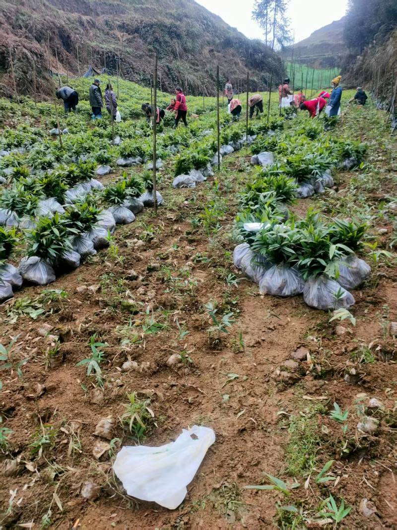 方竹方竹苗2年方竹苗基地直发提供技术欢迎咨询