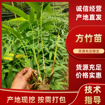 方竹方竹苗2年方竹苗基地直发提供技术欢迎咨询