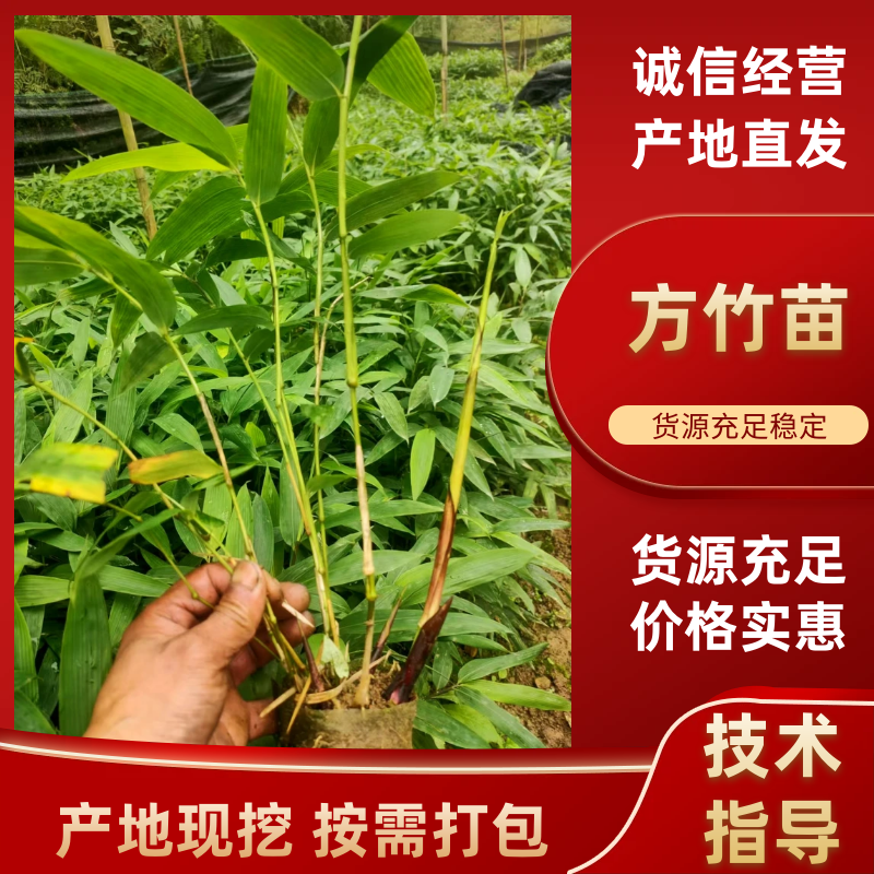 方竹方竹苗2年方竹苗基地直发提供技术欢迎咨询