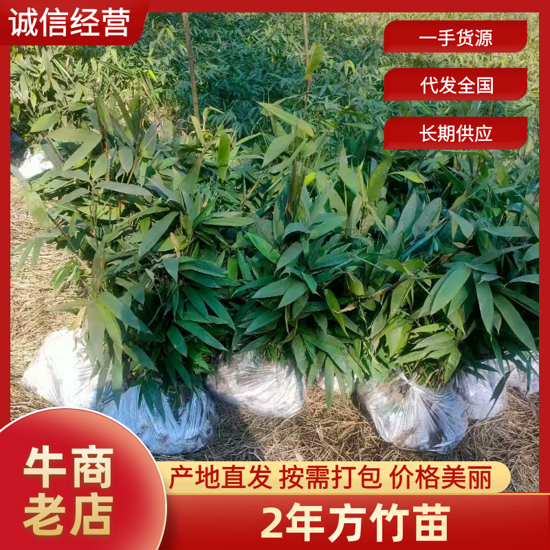 方竹苗带装2年方竹苗2年方竹苗竹子苗基地直发