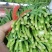 广东徐闻精品大叶韭菜二刀韭菜三刀韭菜一刀韭菜工厂市场货