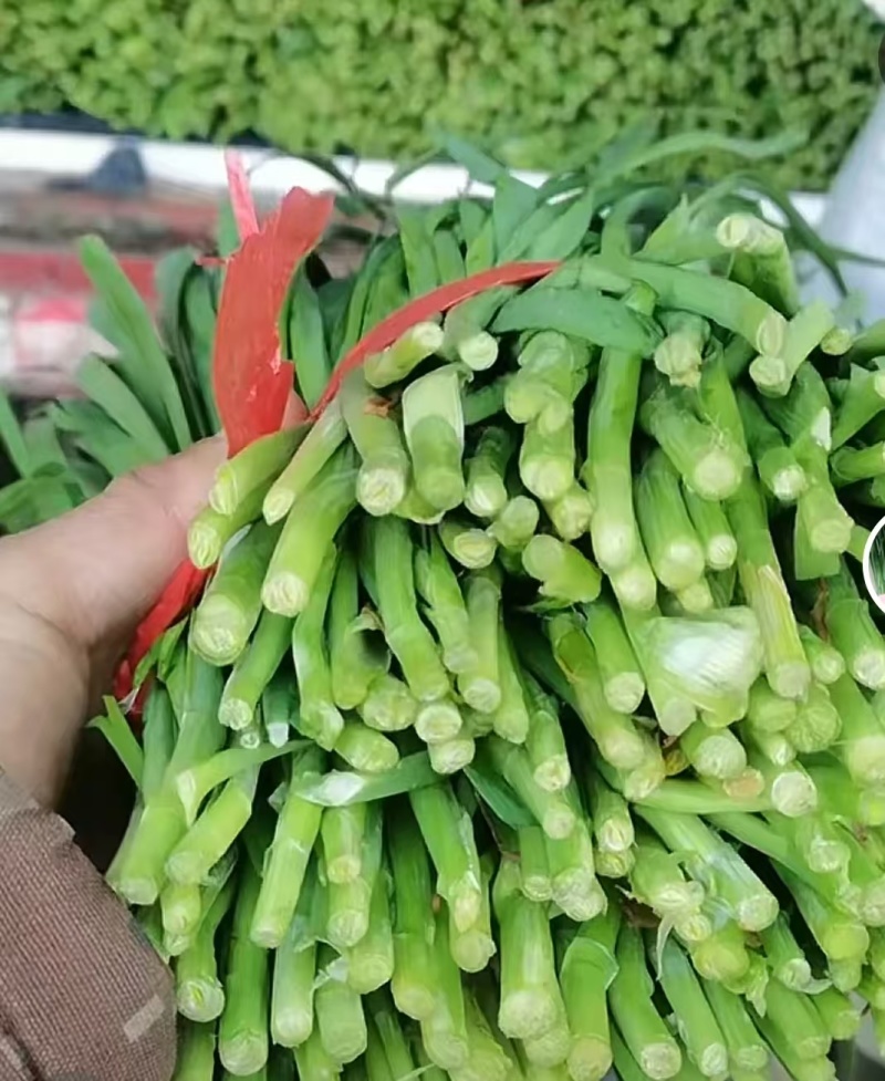广东徐闻精品大叶韭菜二刀韭菜三刀韭菜一刀韭菜工厂市场货
