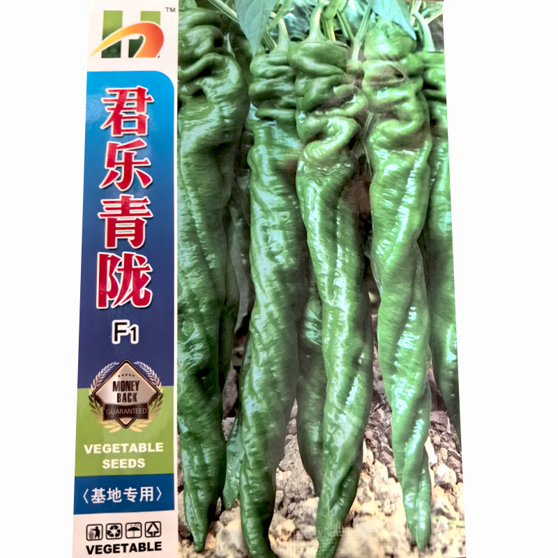 陇椒种子螺丝椒皱皮挂果多辣椒种子大果基地品种