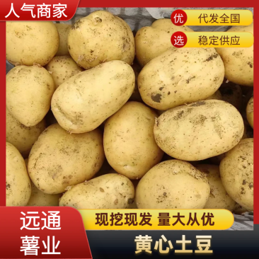 内蒙古黄心土豆（热卖推荐）规格齐全对接全国电商市场批发商