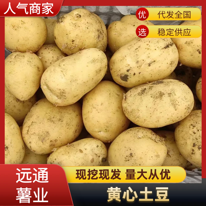 内蒙古黄心土豆（热卖推荐）规格齐全对接全国电商市场批发商
