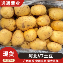 河北土豆V7土豆（大量现货）现挖现发可视频看货对接全国