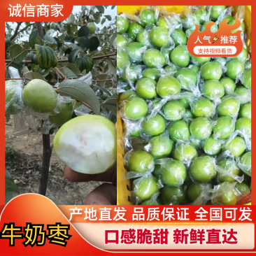 [精品]青枣广西大青枣，牛奶枣，蜜丝枣大量上市中