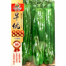 薄皮辣种子早优888泡椒大果椒种籽形抗病毒尖椒辣椒级椒