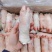 纯干小猪蹄20斤，35根左右