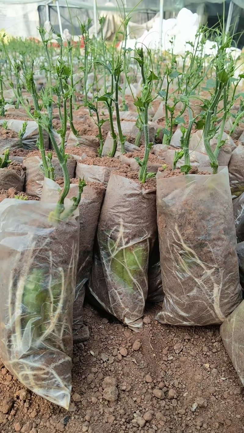 山东产地直发精品佛手瓜芽基地育苗，可视频看货