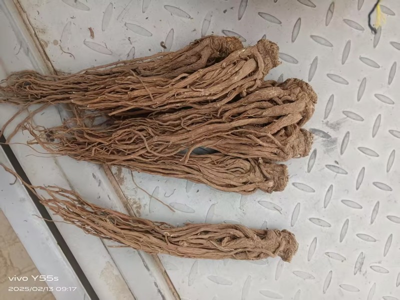 甘肃本地精品当归产地直发一手货源全国可发价格美丽
