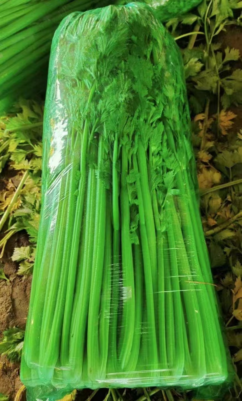 芹菜产地供应对接全国商超、电商、市场货欢迎采购