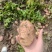 合作88号土豆云南土豆产地直供供食品加工厂对接全国