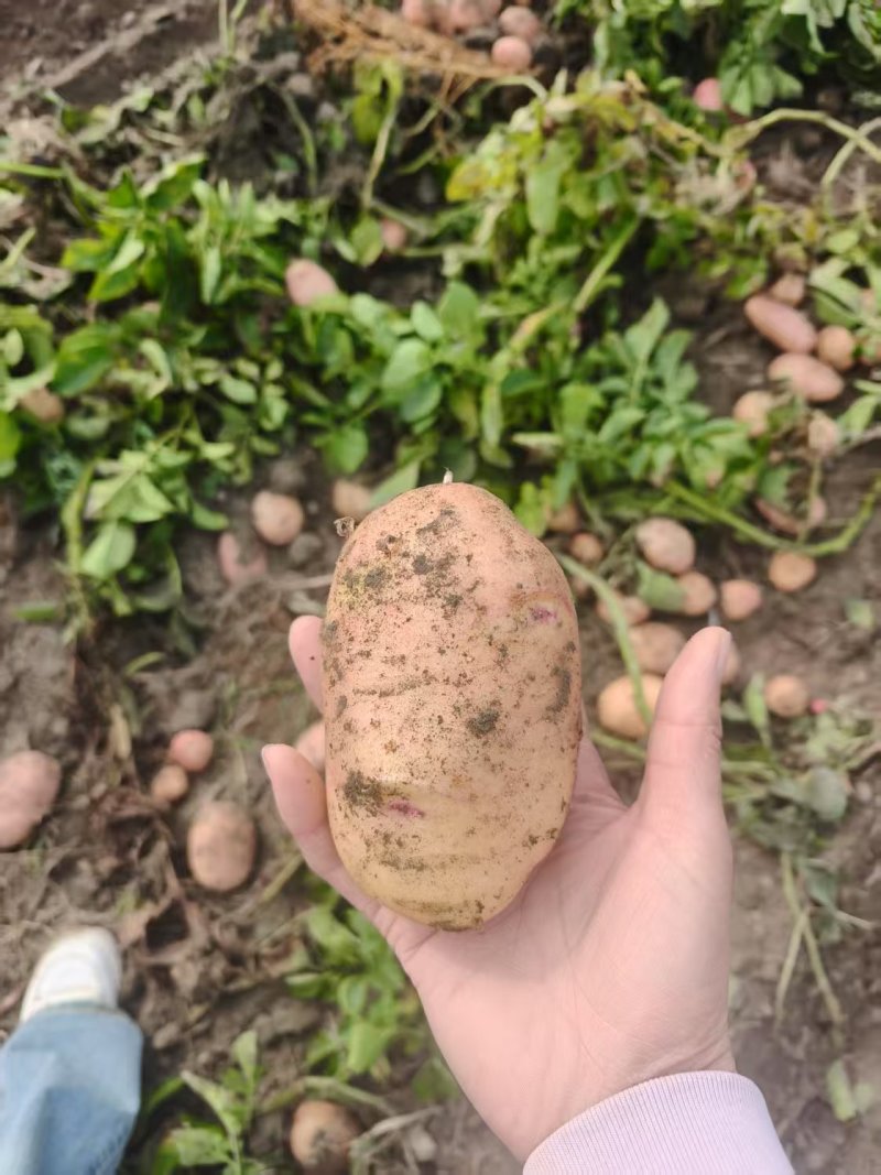 合作88号土豆云南土豆产地直供供食品加工厂对接全国