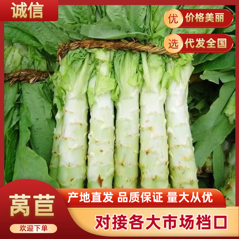 【实力推荐】优质莴苣大量上市产地直发保质保量