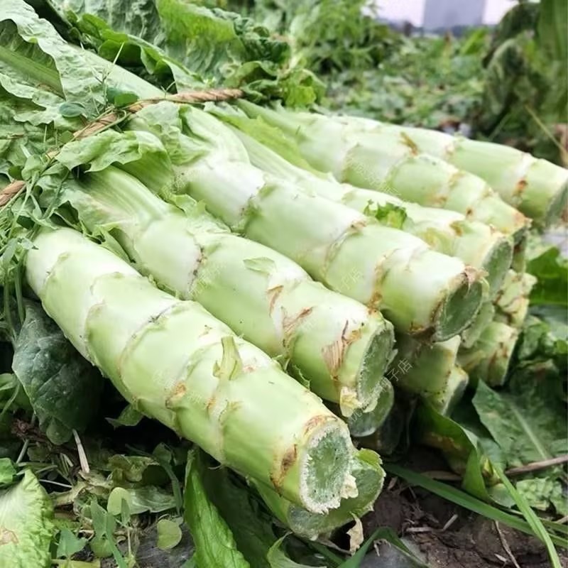 优质青皮莴苣大量供应品质保证诚信经营