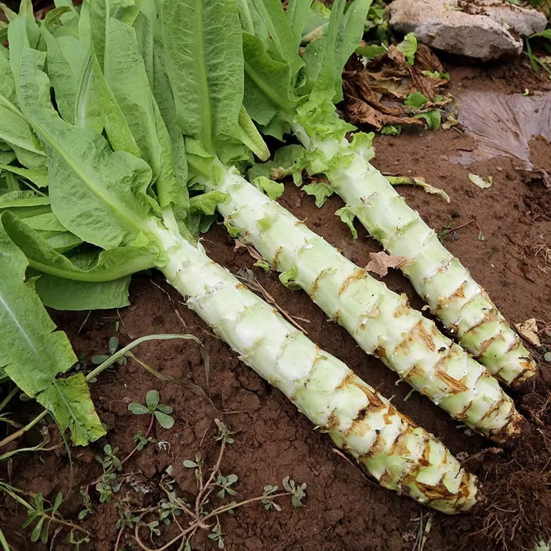 优质青皮莴苣大量供应品质保证诚信经营