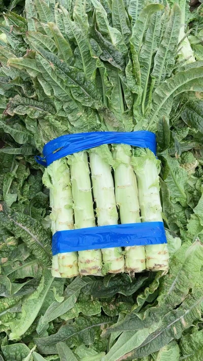 优质青皮莴苣大量供应品质保证诚信经营