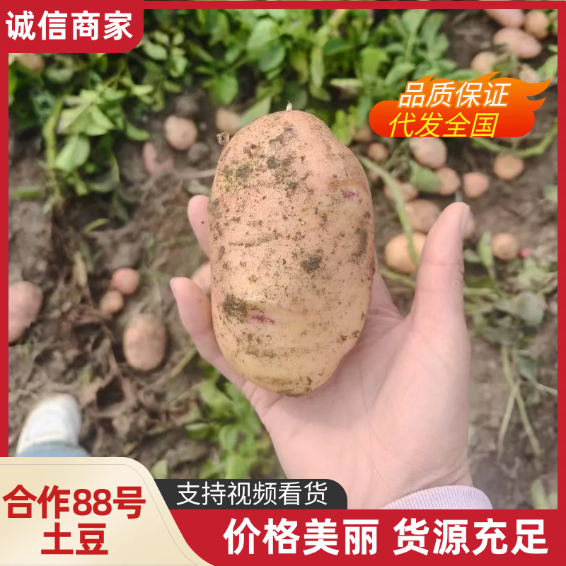 合作88号土豆云南土豆产地直供供食品加工厂对接全国