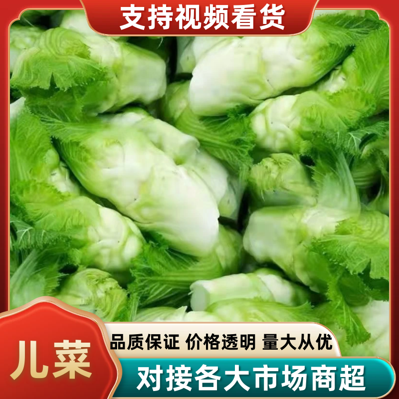 四川绵阳儿菜大量上市一手货源保质保量可视频看货